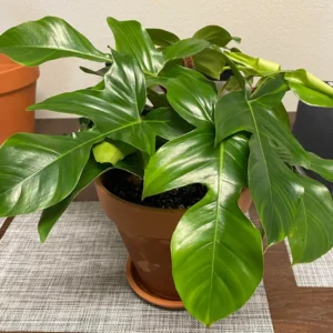 Philodendron Squamiferum Live Plant – 2 inch Pot – Indoor Tropical Plant - Image 1