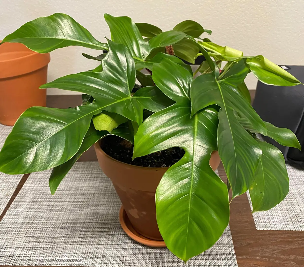 Philodendron Squamiferum Live Plant – 2 inch Pot – Indoor Tropical Plant - Image 1