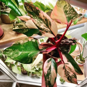 Philodendron Strawberry Shake Live Plant - Potted Houseplant Starter - Image 1