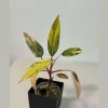 Philodendron Strawberry Shake Live Plant – Rare Pink Variegated Indoor Collector Plant - Image 1