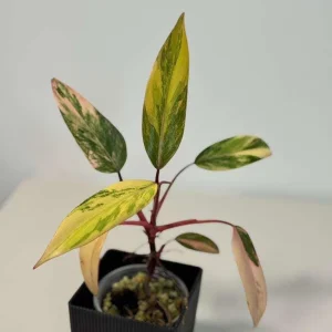 Philodendron Strawberry Shake Live Plant – Rare Pink Variegated Indoor Collector Plant - Image 2