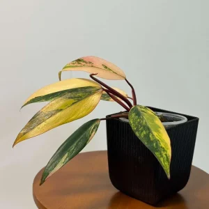 Philodendron Strawberry Shake Live Plant - Rare Pink Variegated Indoor Aroid - Image 2