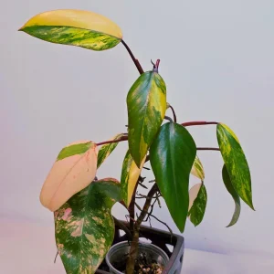 Philodendron Strawberry Shake Live Plant – Rare Pink Variegation – Indoor Collector Plant - Image 2
