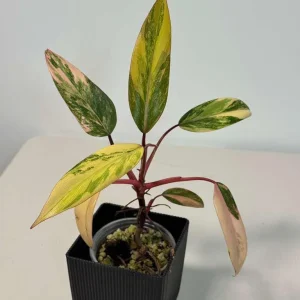 Philodendron Strawberry Shake Live Plant – Rare Pink Variegated Indoor Collector Plant - Image 3