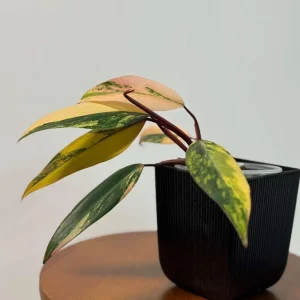 Philodendron Strawberry Shake Live Plant - Rare Pink Variegated Indoor Aroid - Image 3