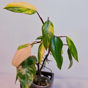 Philodendron Strawberry Shake Live Plant – Rare Pink Variegation – Indoor Collector Plant - Image 3