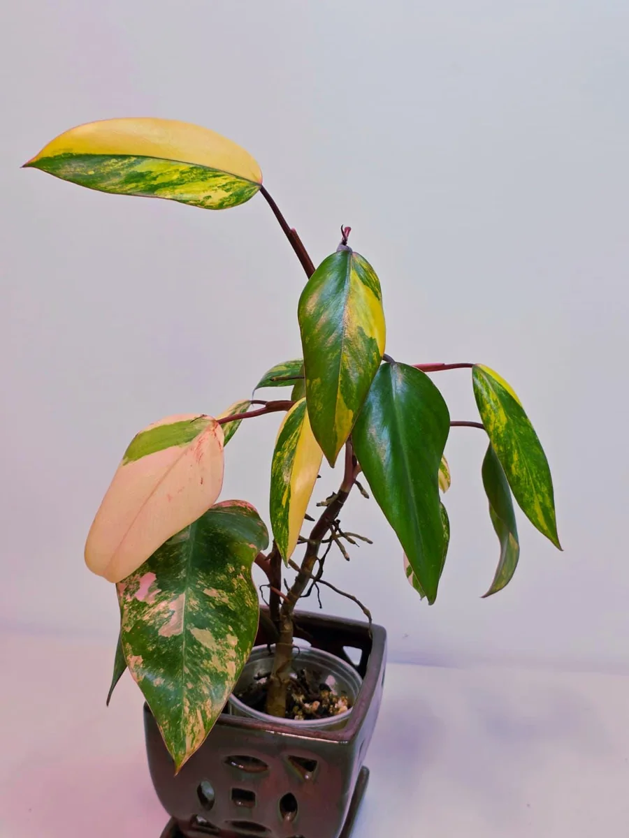 Philodendron Strawberry Shake Live Plant – Rare Pink Variegation – Indoor Collector Plant - Image 3
