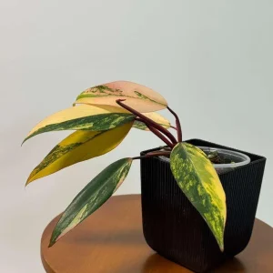 Philodendron Strawberry Shake Live Plant - Rare Pink Variegated Indoor Aroid - Image 4