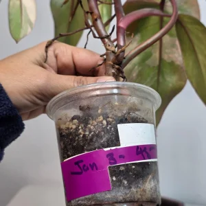 Philodendron Strawberry Shake Live Plant – Rare Pink Variegation – Indoor Collector Plant - Image 4