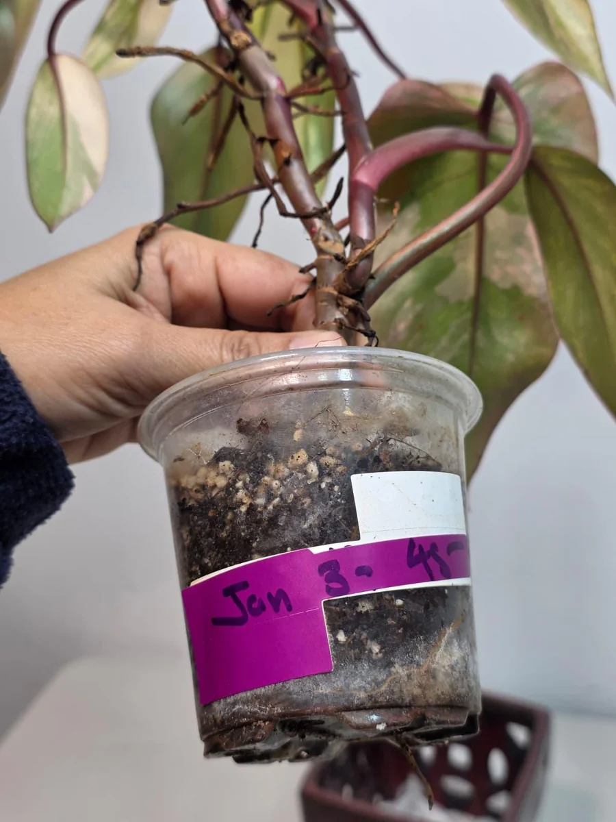 Philodendron Strawberry Shake Live Plant – Rare Pink Variegation – Indoor Collector Plant - Image 4