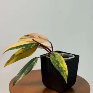 Philodendron Strawberry Shake Live Plant - Rare Pink Variegated Indoor Aroid - Image 5