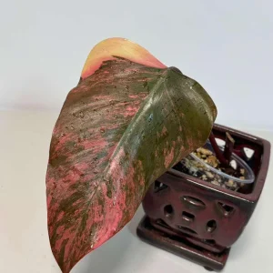 Philodendron Strawberry Shake Live Plant - Rare Variegated Indoor Collector Plant - Image 2