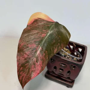 Philodendron Strawberry Shake Live Plant - Rare Variegated Indoor Collector Plant - Image 3