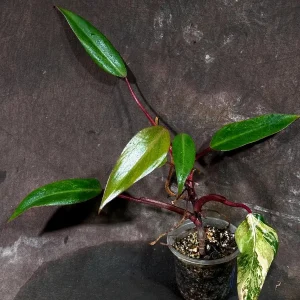 Philodendron Strawberry Shake Live Plant – Rare Variegated Indoor Houseplant - Image 3