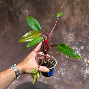 Philodendron Strawberry Shake Live Plant – Rare Variegated Indoor Houseplant - Image 4