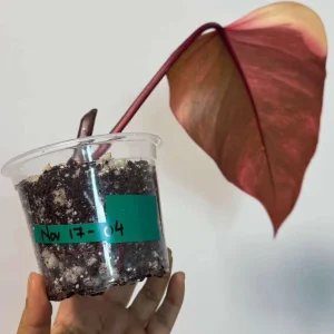 Philodendron Strawberry Shake Live Plant - Rare Variegated Indoor Collector Plant - Image 5