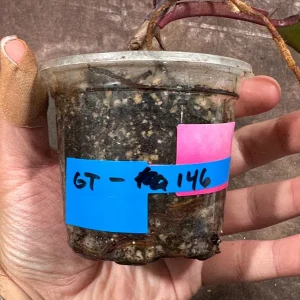 Philodendron Strawberry Shake Live Plant – Rare Variegated Indoor Houseplant - Image 6