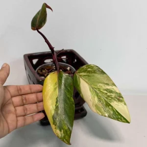 Philodendron Strawberry Shake Live Plant - Variegated Houseplant - Image 2
