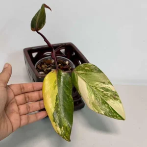 Philodendron Strawberry Shake Live Plant - Variegated Houseplant - Image 3