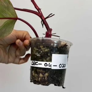 Philodendron Strawberry Shake Live Plant - Variegated Houseplant - Image 4