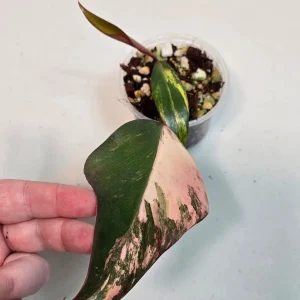 Philodendron Strawberry Shake Variegated Live Plant - Rare Pink Houseplant - Image 3