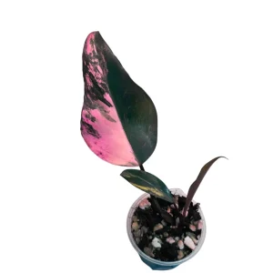 Philodendron Strawberry Shake Variegated Live Plant - Rare Pink Houseplant - Image 1
