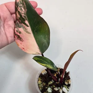 Philodendron Strawberry Shake Variegated Live Plant - Rare Pink Houseplant - Image 4