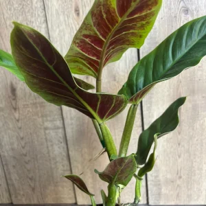 Philodendron Subhastatum Live Plant – 6 inch Pot – Rare Tropical Houseplant - Image 2