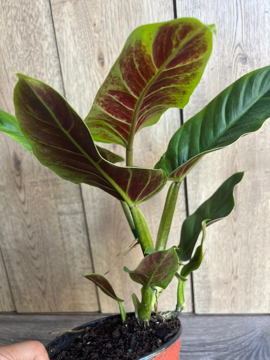 Philodendron Subhastatum Live Plant – 6 inch Pot – Rare Tropical Houseplant - Image 2