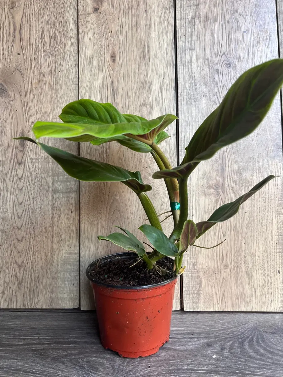 Philodendron Subhastatum Live Plant – 6 inch Pot – Rare Tropical Houseplant - Image 3