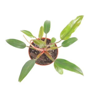 Philodendron Super Dwarf Red Live Plant – 4 inch Pot – Indoor Tropical Foliage - Image 2