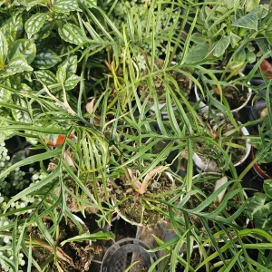 Philodendron Tortum Live Plant – Rare Indoor Aroid – Unique Foliage – 4 inch Pot - Image 2