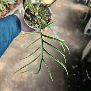 Philodendron Tortum Live Plant – Rare Indoor Aroid – Unique Foliage – 4 inch Pot - Image 3