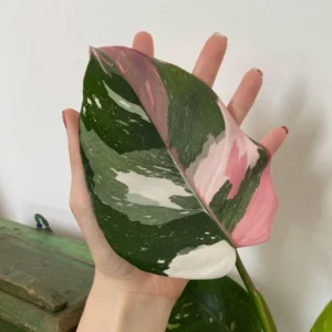 Philodendron Tricolor Princess Live Plant – Variegated Houseplant – Indoor Aroid - Image 1