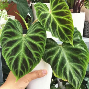 Philodendron Verrucosum Dark Form Starter Plant - Live Houseplant - Image 2