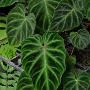 Philodendron Verrucosum Dark Form Starter Plant - Live Houseplant - Image 1