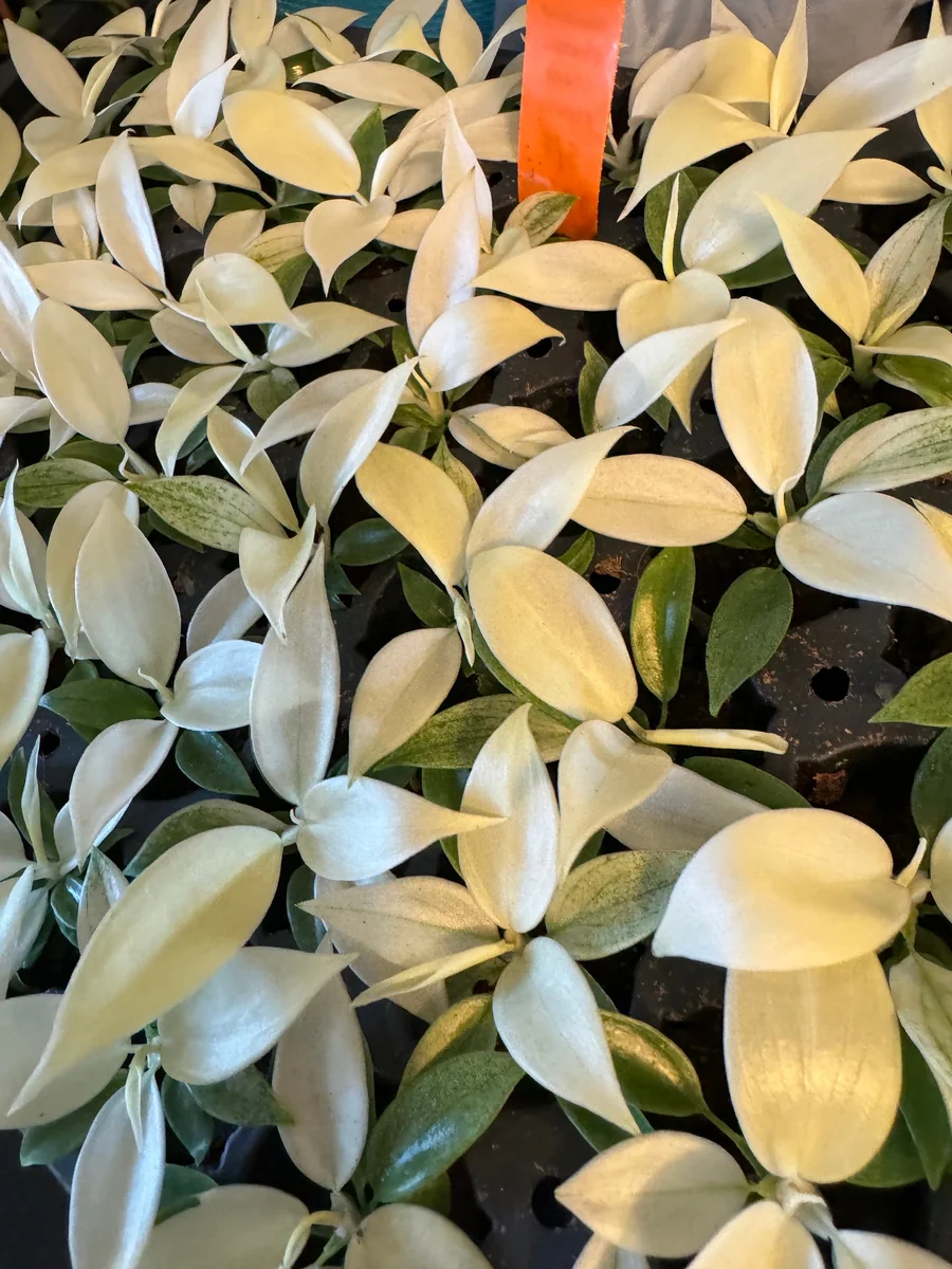 Philodendron White Ghost Starter Plant – Rare Aroid Live Houseplant – Indoor - Image 2