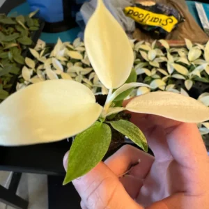 Philodendron White Ghost Starter Plant – Rare Aroid Live Houseplant – Indoor - Image 3