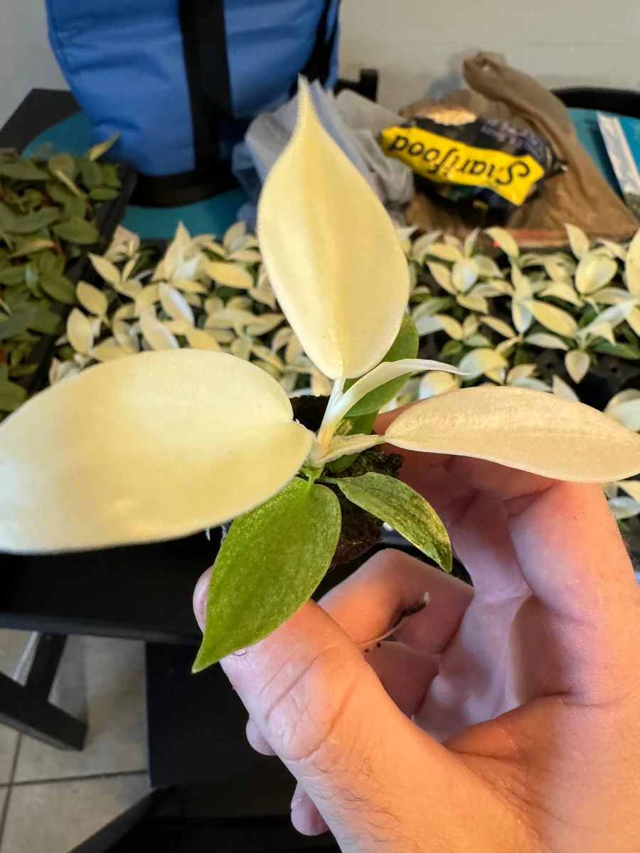 Philodendron White Ghost Starter Plant – Rare Aroid Live Houseplant – Indoor - Image 3