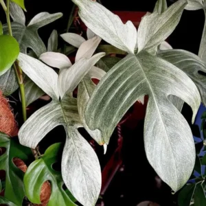 Philodendron White Ghost Starter Plant – Rare Aroid Live Houseplant – Indoor - Image 1