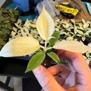 Philodendron White Ghost Starter Plant – Rare Aroid Live Houseplant – Indoor - Image 4