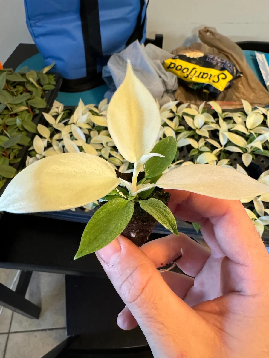 Philodendron White Ghost Starter Plant – Rare Aroid Live Houseplant – Indoor - Image 4