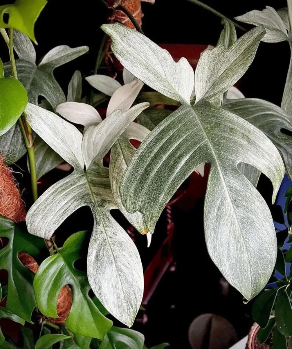 Philodendron White Ghost Starter Plant – Rare Aroid Live Houseplant – Indoor - Image 1