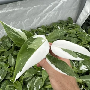 Philodendron White Princess Live Plant – Starter Size – Indoor Houseplant - Image 2