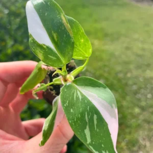 Philodendron White Princess Live Plant – Starter Size – Indoor Houseplant - Image 3