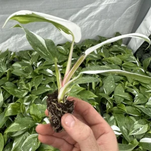 Philodendron White Princess Live Plant – Starter Size – Indoor Houseplant - Image 4