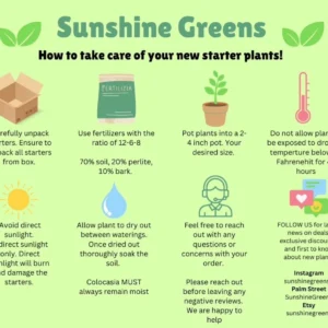 Philodendron White Princess Live Plant - Unique Variegated Houseplant - Image 2