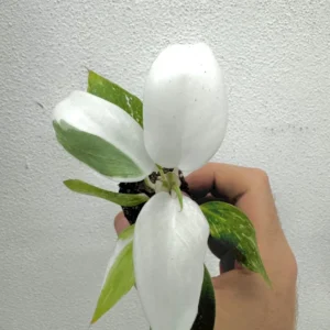 Philodendron White Princess Live Plant - Unique Variegated Houseplant - Image 1