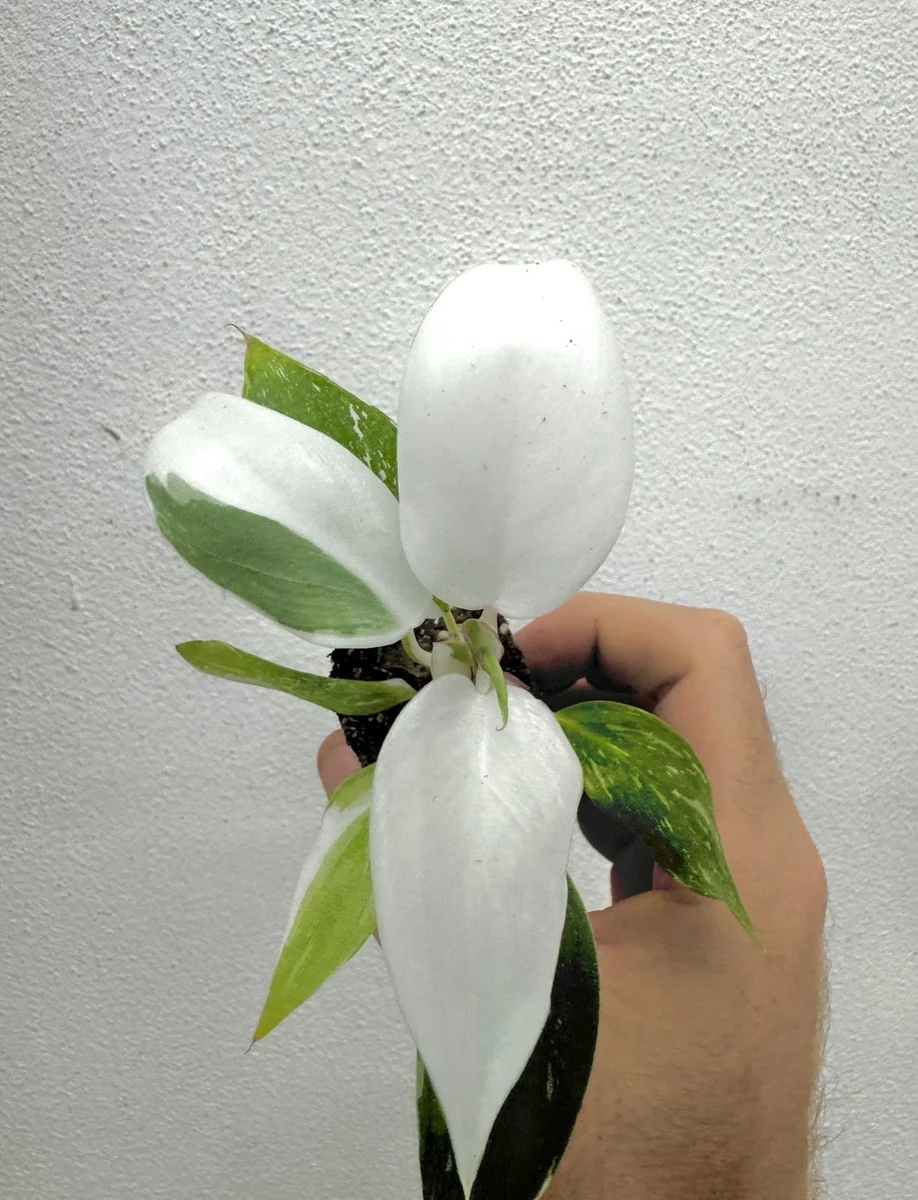 Philodendron White Princess Live Plant - Unique Variegated Houseplant - Image 1