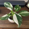 Philodendron White Wizard Live Plant - Rare Variegated Houseplant Starter - Image 1